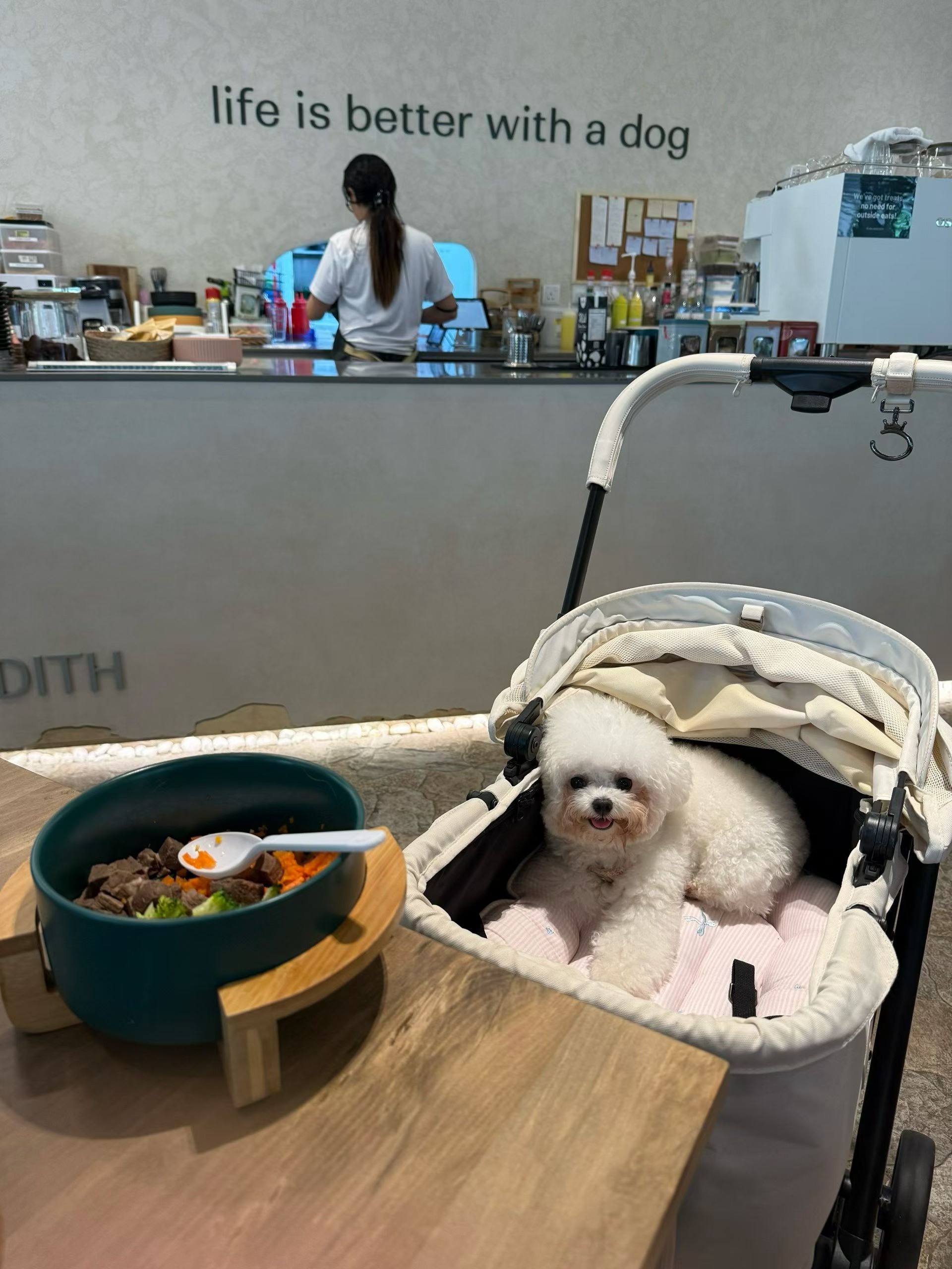 Bichon in a dog-friendly cafe